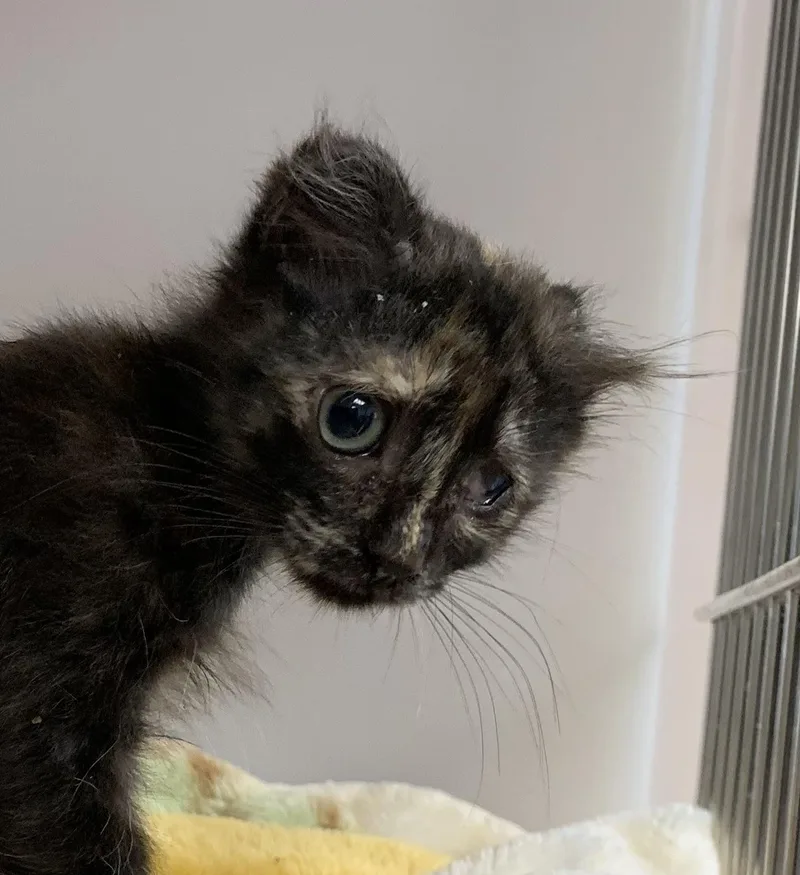 A young medium-sized female Tortoiseshell Scottish Fold cat named Catrina for adoption in Hollister, CA