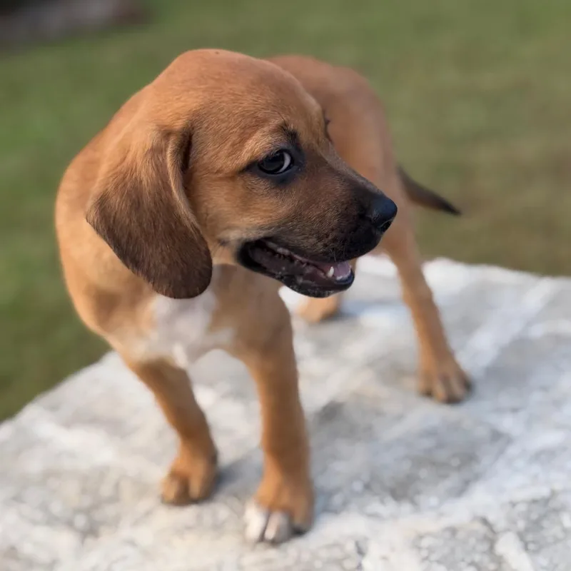 A baby small-sized female Yellow / Tan / Blond / Fawn Spaniel dog named Merlot for adoption in Baton Rouge, LA