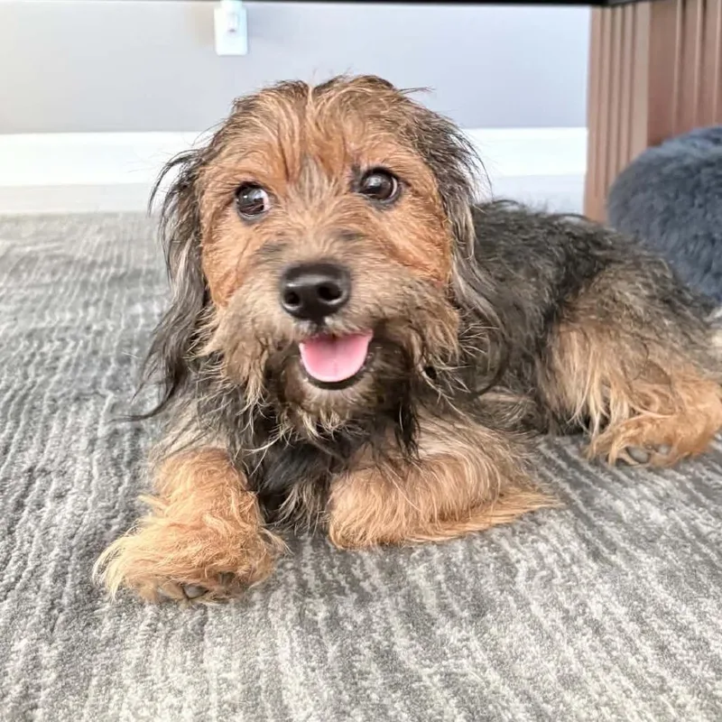 A young small-sized male Yorkshire Terrier dog named Little Man for adoption in Overland Park, KS
