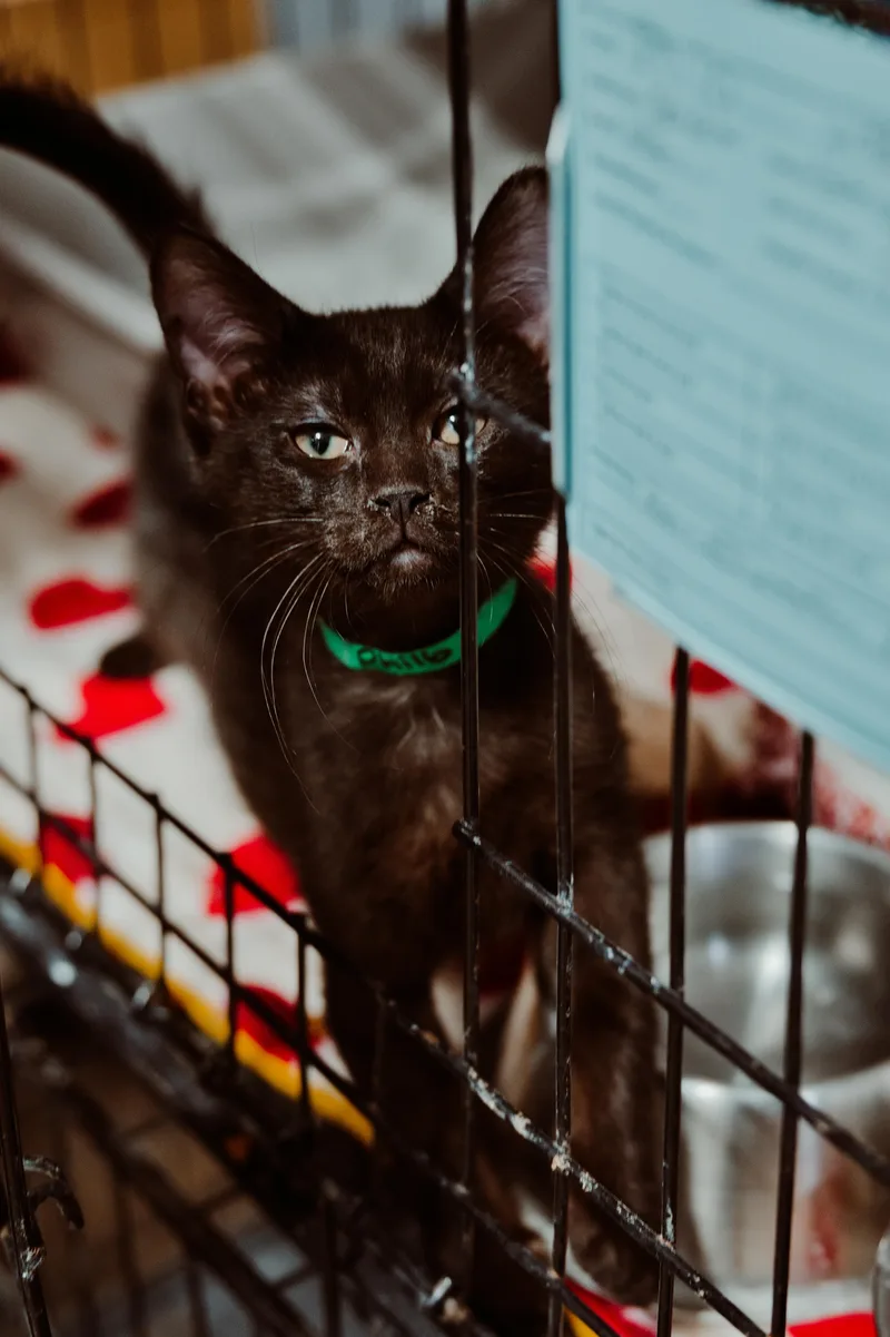 A young medium-sized male Domestic Short Hair cat named Philo for adoption in Le Mars, IA
