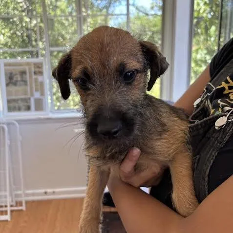 A baby small-sized female Brown / Chocolate Terrier dog named Gretchen for adoption in Sonoma, CA