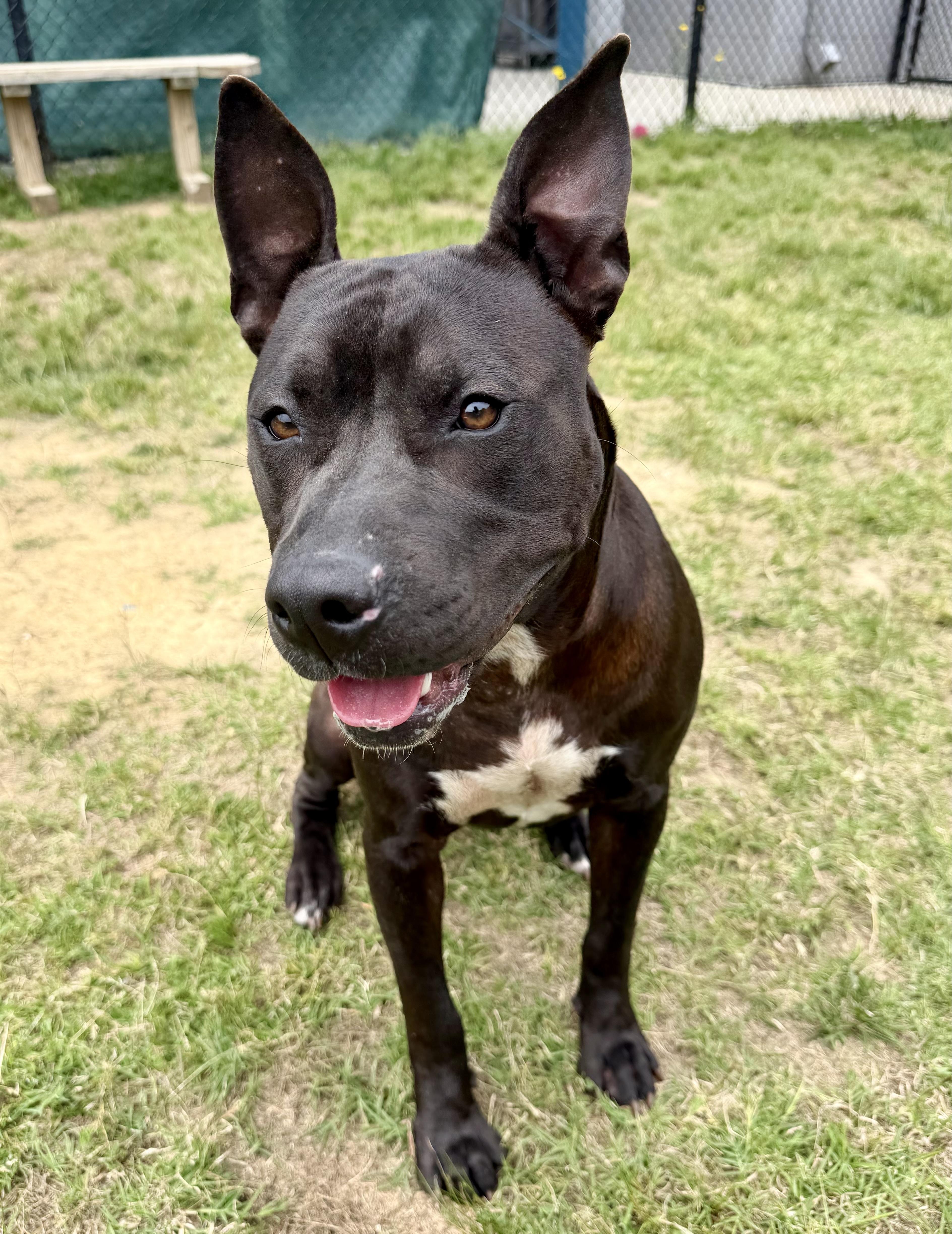An adult medium-sized female Black Terrier dog named Mulan for adoption in Lancaster, SC