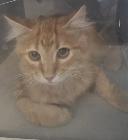 A young medium-sized male Domestic Medium Hair cat named Radar for adoption in Edgewood, NM