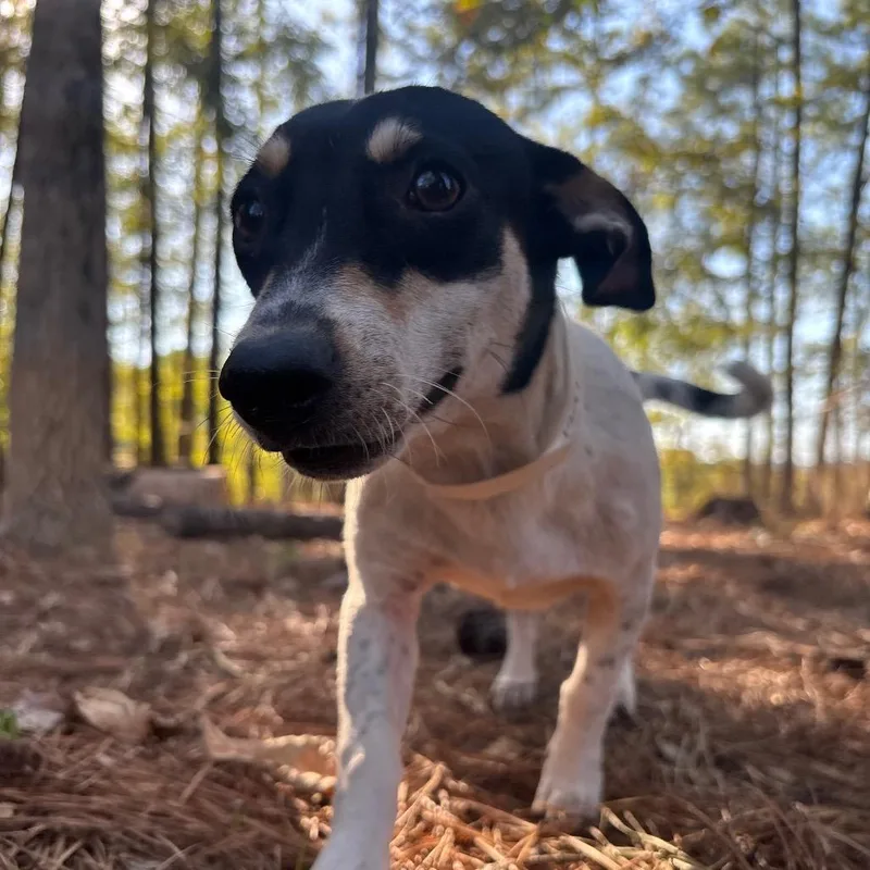 A young small-sized female Terrier dog named Jessica for adoption in Birmingham, AL