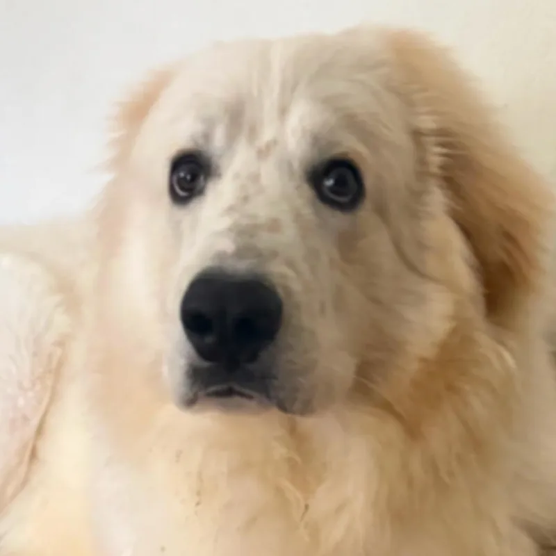 An adult extra large-sized male White / Cream Great Pyrenees dog named Atlas for adoption in San Diego, CA