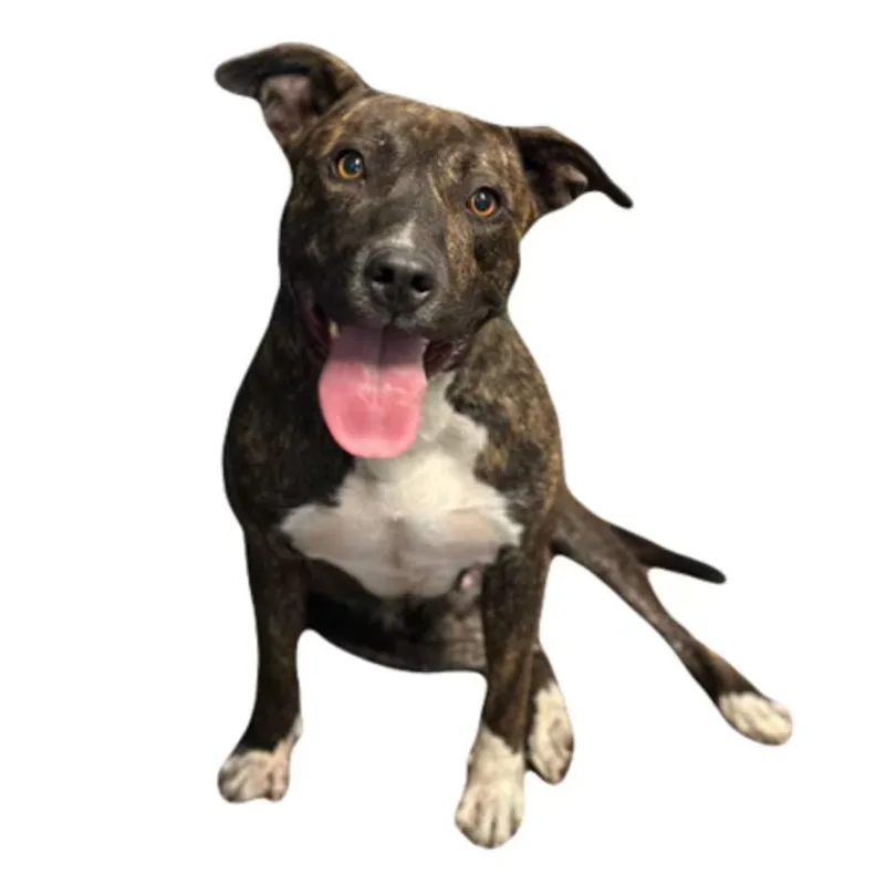 A young medium-sized female Pit Bull Terrier dog named Alice for adoption in Red Bluff, CA