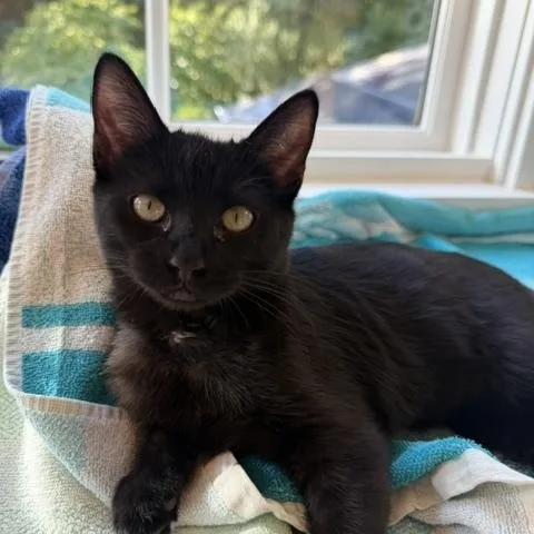 A baby medium-sized female Domestic Short Hair cat named Little Bear for adoption in Novato, CA