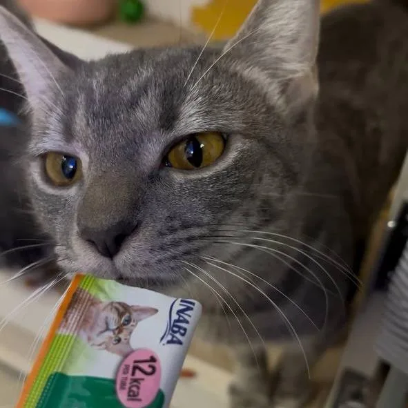 A young medium-sized female Gray / Blue / Silver Domestic Short Hair cat named Mila for adoption in Wantagh, NY