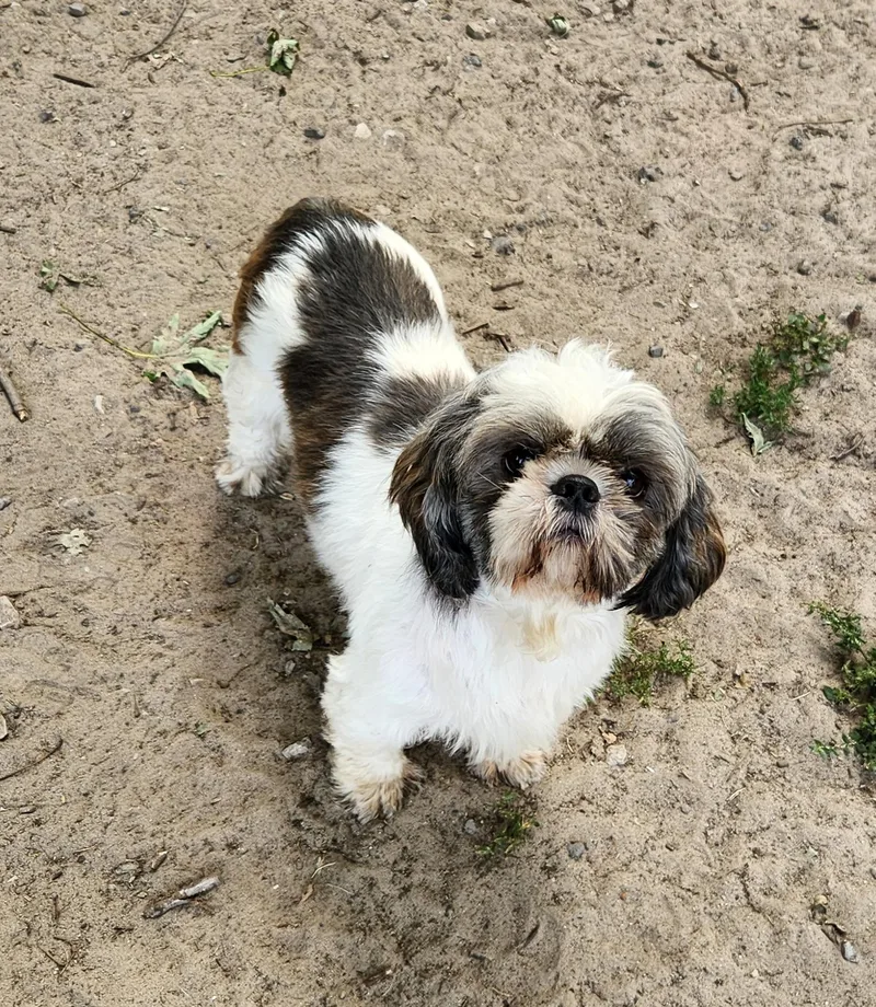 Coco