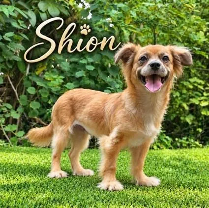 A young small-sized female Apricot / Beige Chihuahua dog named Shion for adoption in Albany, NY