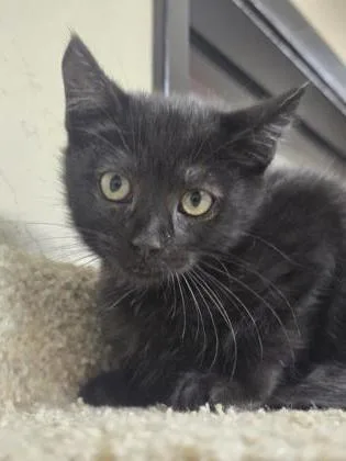 A baby small-sized female Domestic Short Hair cat named Superior for adoption in Roseville, CA