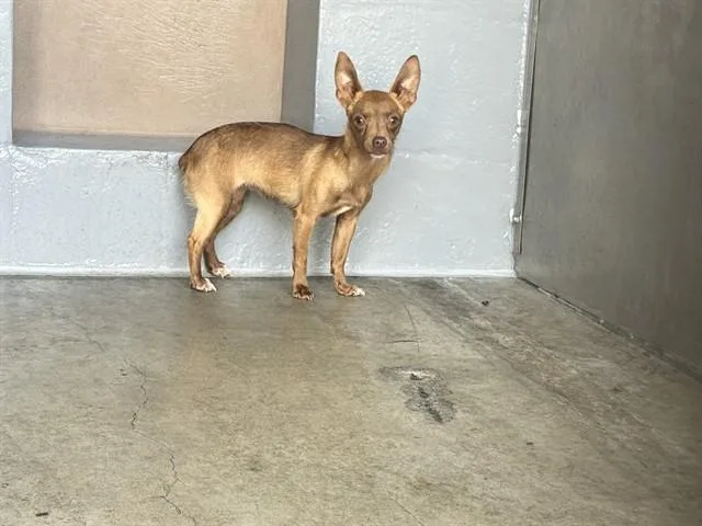 A young small-sized female Chihuahua dog named Sweet Pea for adoption in Santa Monica, CA