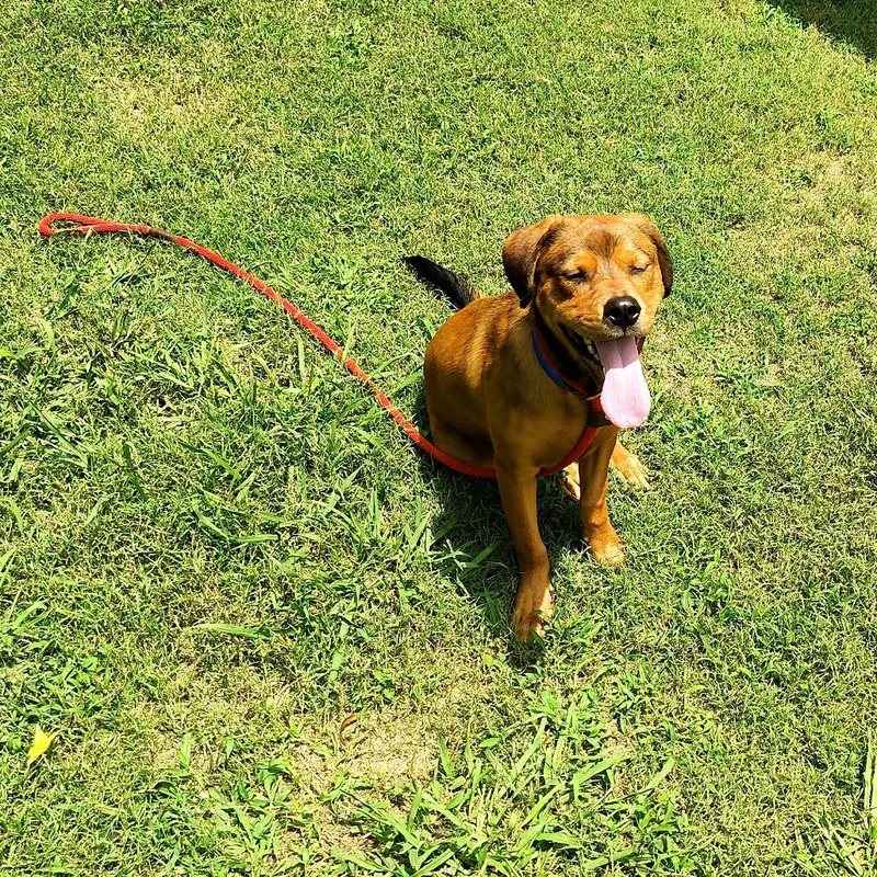 A young medium-sized male Red / Chestnut / Orange Mixed Breed dog named Bigfoot for adoption in Chattanooga, TN