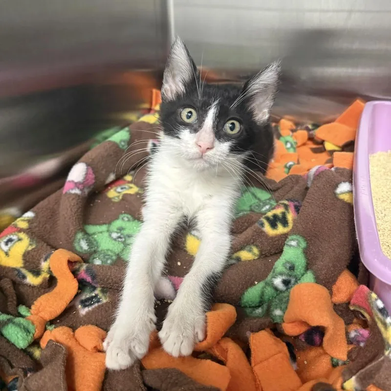 A baby small-sized male Black Domestic Short Hair cat named Ike for adoption in Jupiter, FL