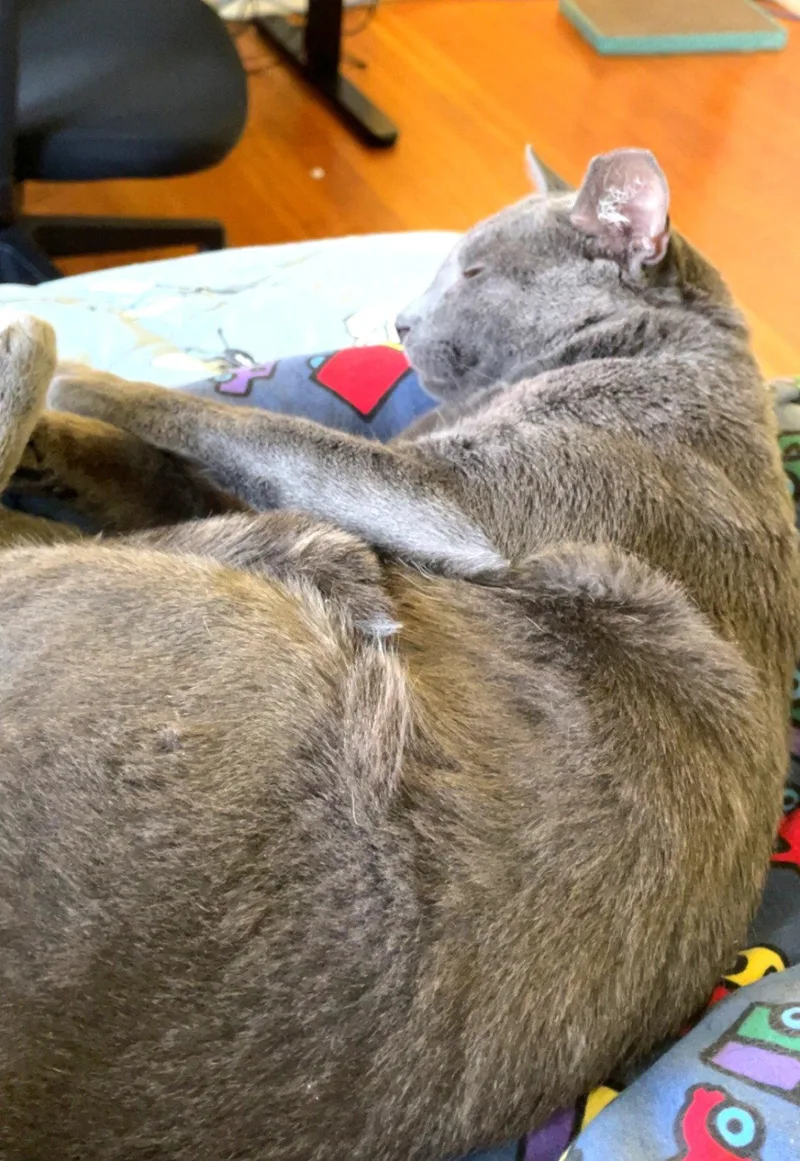 Roscoe thumbnail 2