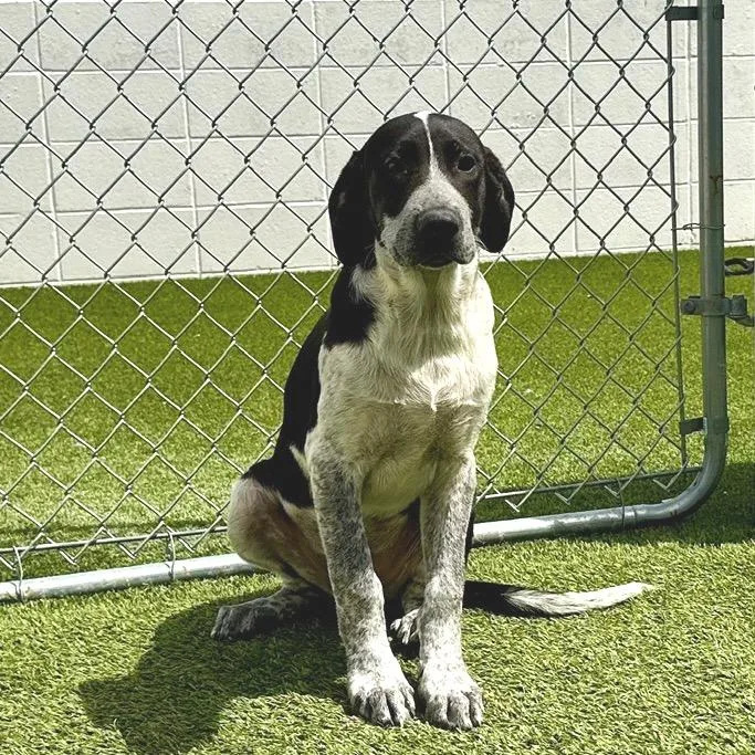 A baby large-sized male Black Great Pyrenees dog named Filter for adoption in LOXAHATCHEE, FL