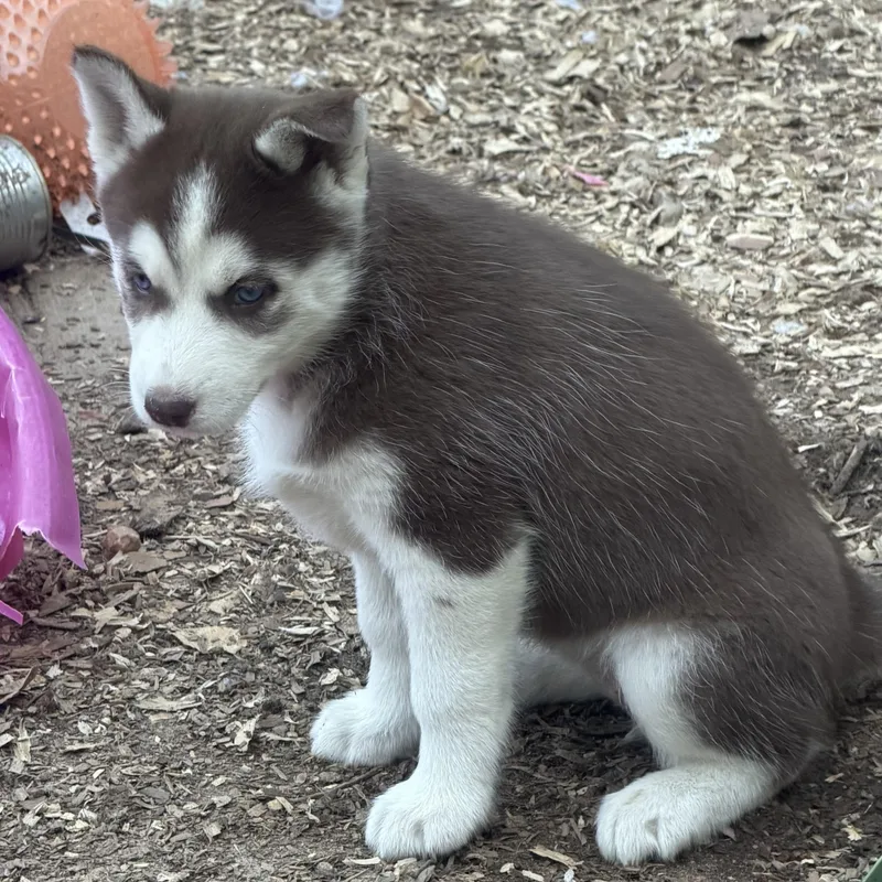 A baby large-sized female Red / Chestnut / Orange Husky dog named Coco Jones for adoption in Fredericksburg, VA