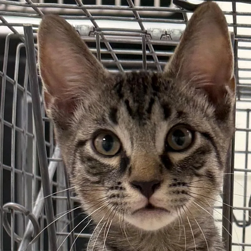 A baby small-sized male Domestic Short Hair cat named Biscuit for adoption in Las Cruces, NM