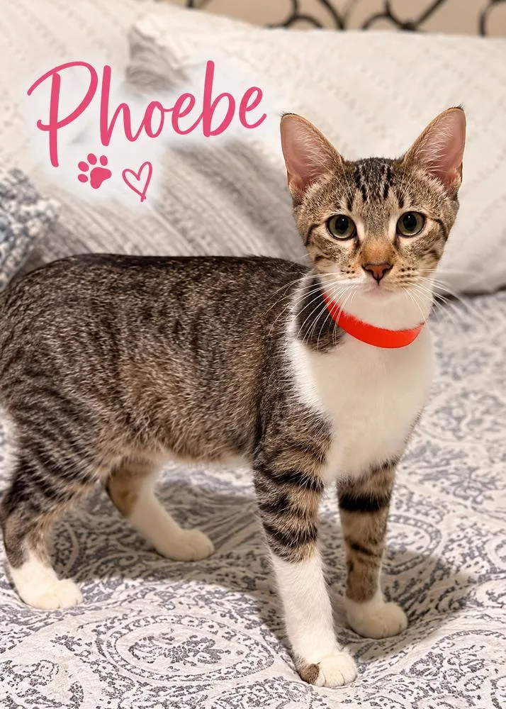 A baby small-sized female Tabby cat named Phoebe for adoption in Fern Park, FL