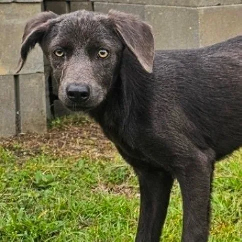 A baby medium-sized female Gray / Blue / Silver Mixed Breed dog named Sunny D for adoption in BONIFAY, FL