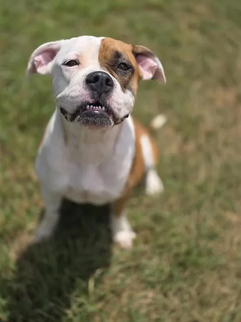 A young large-sized female Boxer dog named Lucky for adoption in York, SC