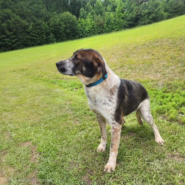 A young large-sized male Brown / Chocolate Hound dog named Freddy for adoption in Manhasset, NY