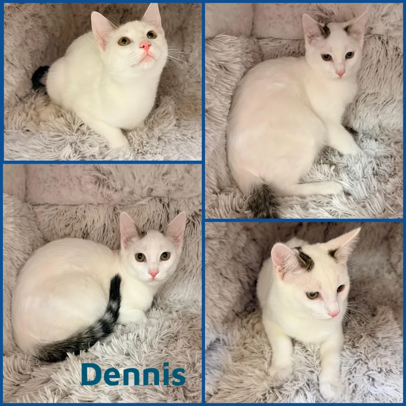 A baby small-sized male Domestic Short Hair cat named Dennis for adoption in Louisville, KY