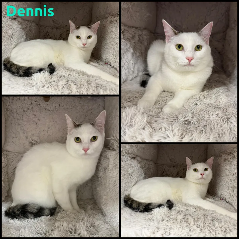 Dennis thumbnail 2