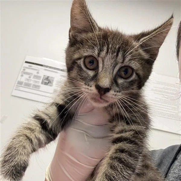 A baby small-sized female Orange / Red Domestic Medium Hair cat named Frida Kahlo for adoption in Jacksonville, FL