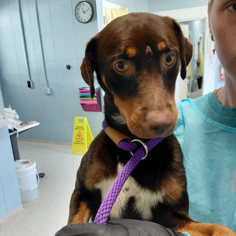 An adult small-sized male Jack Russell Terrier dog named Denton for adoption in LOXAHATCHEE, FL