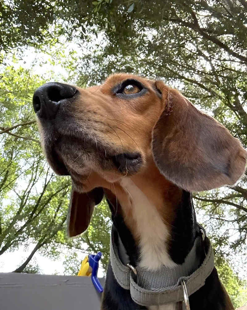 An adult small-sized male Tricolor (Brown, Black, & White) Beagle dog named Bean for adoption in Tomball, TX