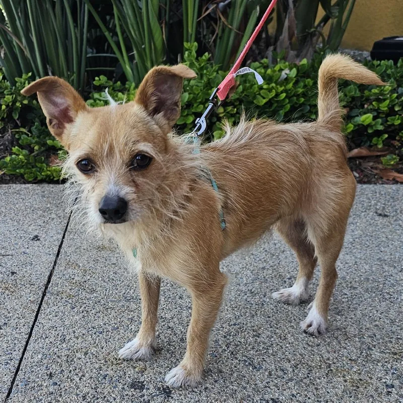 An adult small-sized male Yellow / Tan / Blond / Fawn Terrier dog named Chico for adoption in Apple Valley, CA