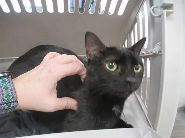 A young small-sized female Domestic Short Hair cat named Meadow for adoption in Ocala, FL