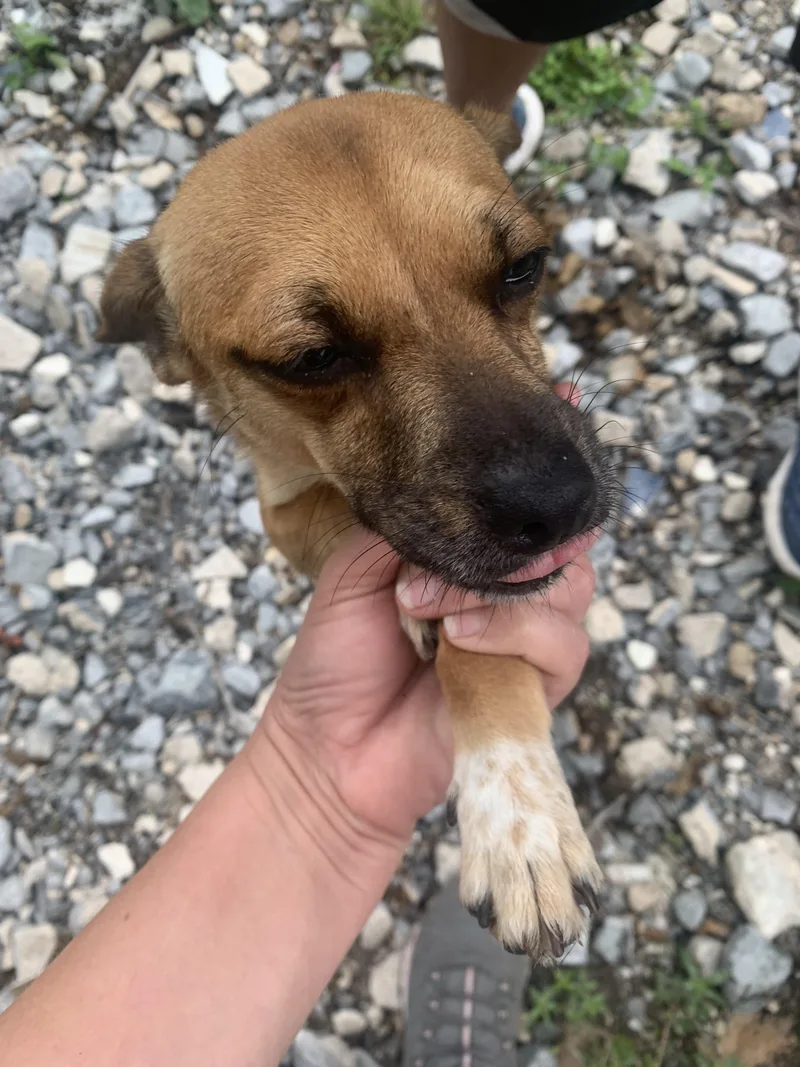 A young small-sized female Chihuahua dog named Lila for adoption in Austin, TX