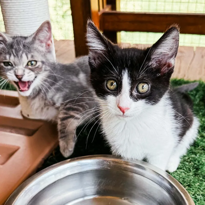 A baby medium-sized female Black & White / Tuxedo Domestic Short Hair cat named Isle Royale for adoption in Kentwood, MI
