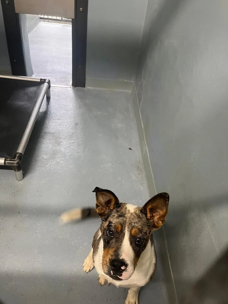 Loki