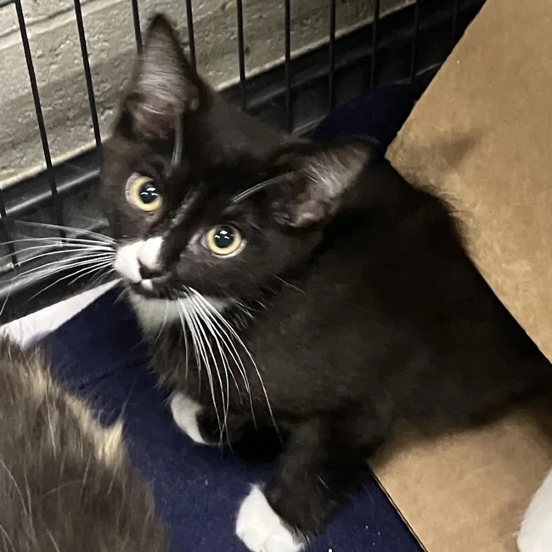 A baby small-sized male Black Domestic Medium Hair cat named Ryder for adoption in DeKalb, IL