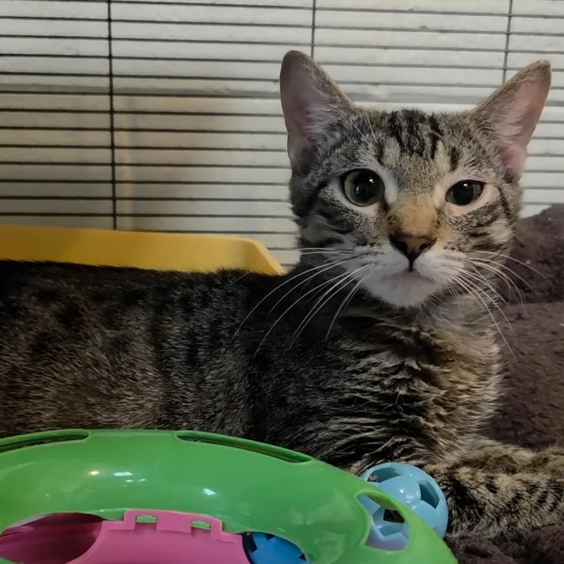 A baby medium-sized male Tabby (Brown / Chocolate) Domestic Short Hair cat named Petunia for adoption in Charleston, SC