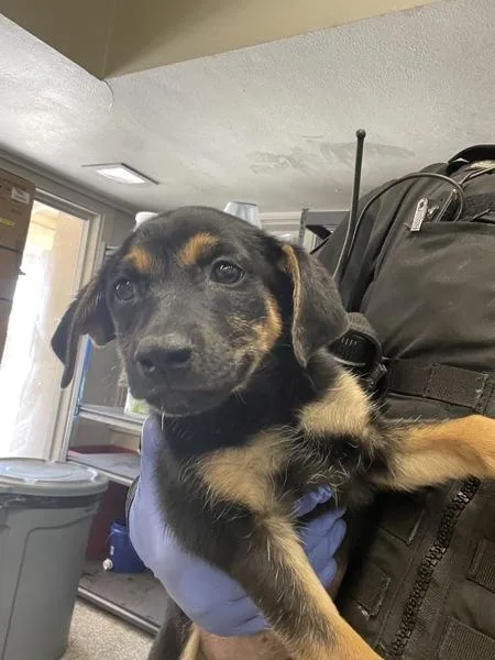 A baby medium-sized female Shepherd dog named Gabby for adoption in Victorville, CA