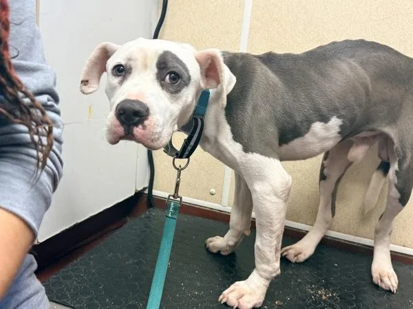 A young large-sized male Pit Bull Terrier dog named Spook for adoption in Salisbury, MD