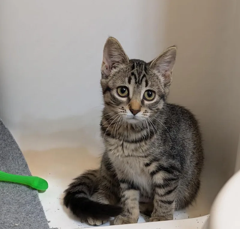 A baby small-sized female Tabby (Brown / Chocolate) Domestic Short Hair cat named Matcha for adoption in Westfield, WI