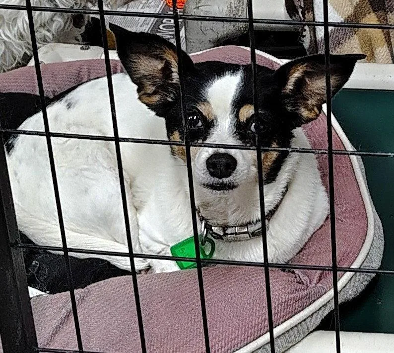 A senior small-sized female Chihuahua dog named Bijou and Dash for adoption in Mukwonago, WI