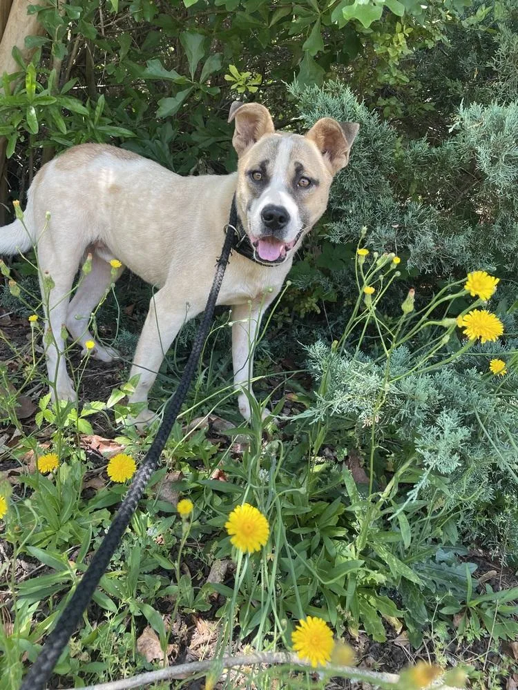 A young medium-sized male Shepherd dog named Apollo for adoption in Newnan, GA