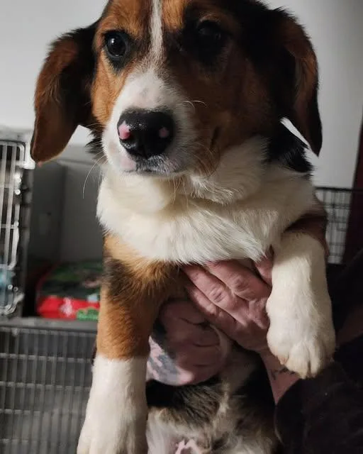 A baby medium-sized male Bicolor Corgi dog named Corgi Pup for adoption in Egg Harbor City, NJ