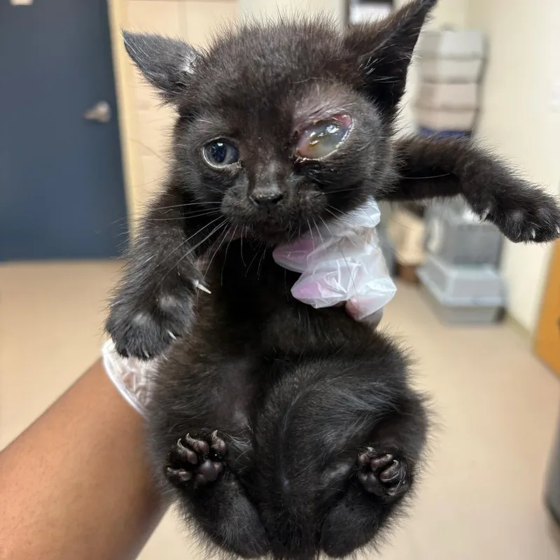 A baby small-sized male Black Domestic Short Hair cat named Raphael for adoption in Newark, NJ