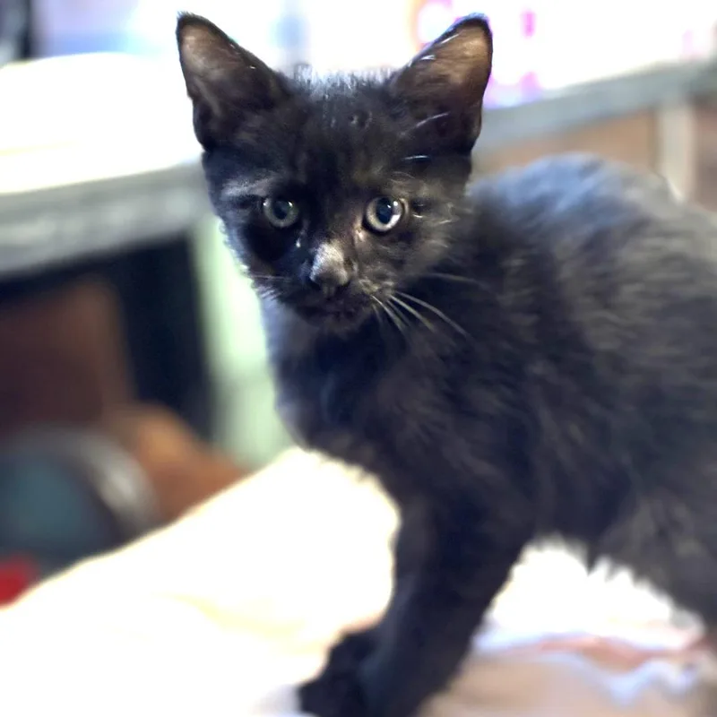 A baby small-sized male Black Domestic Short Hair cat named Midnight for adoption in South Elgin, IL