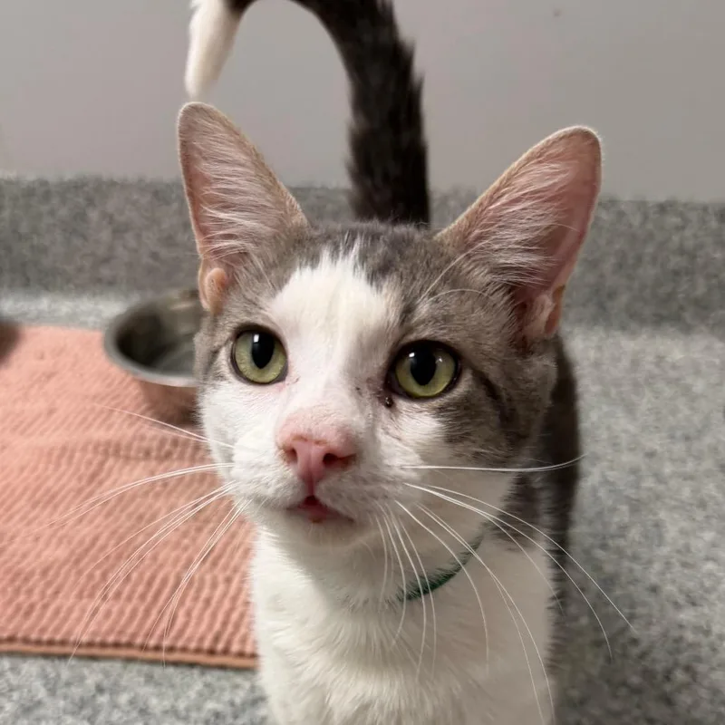 An adult medium-sized male Gray / Blue / Silver Domestic Short Hair cat named Bamboozled for adoption in Wichita, KS