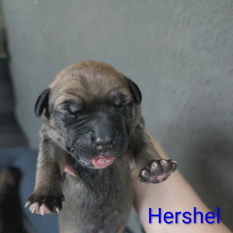 A baby small-sized male Brown / Chocolate Mixed Breed dog named Hershel for adoption in Melbourne, KY