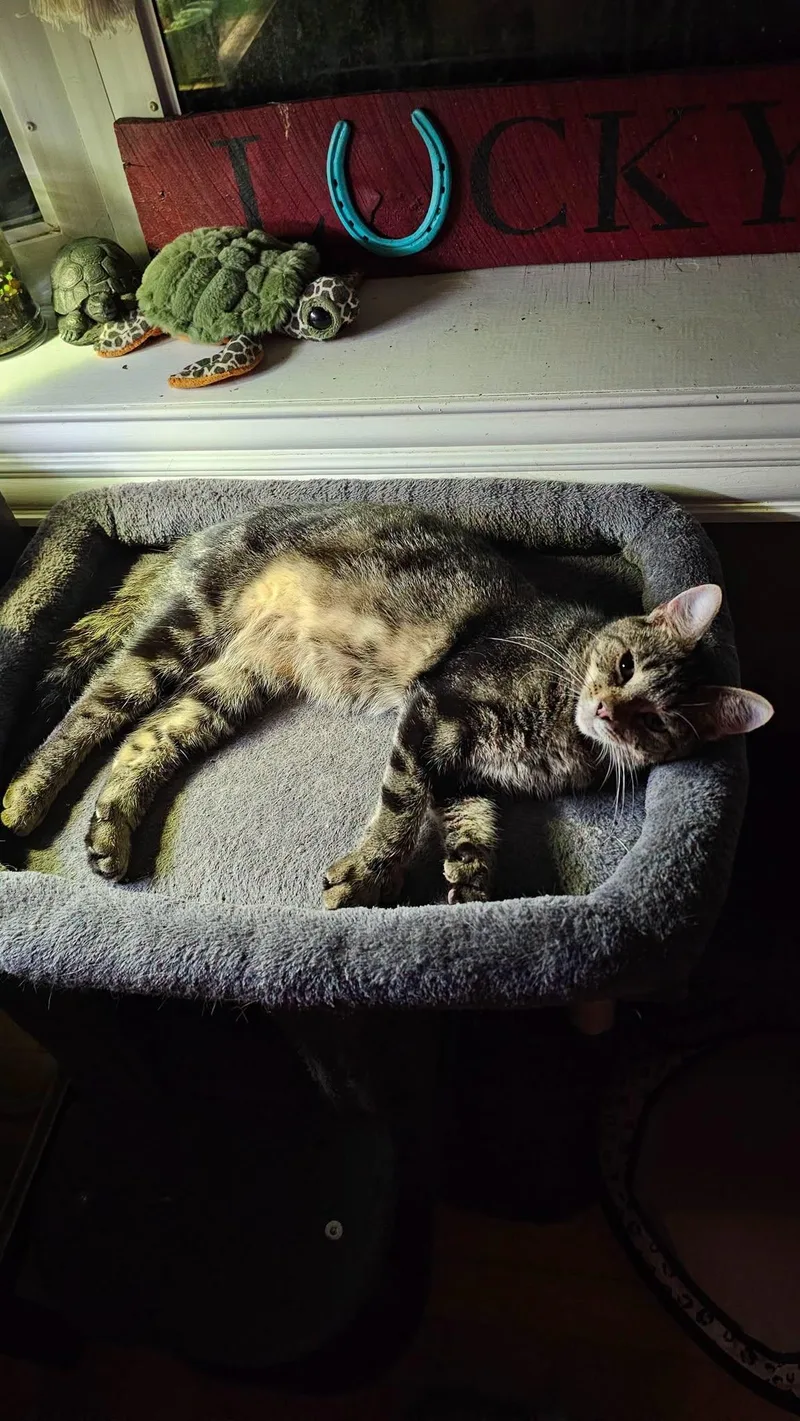 An adult medium-sized female Tabby (Brown / Chocolate) Domestic Short Hair cat named Samantha for adoption in Logan, OH