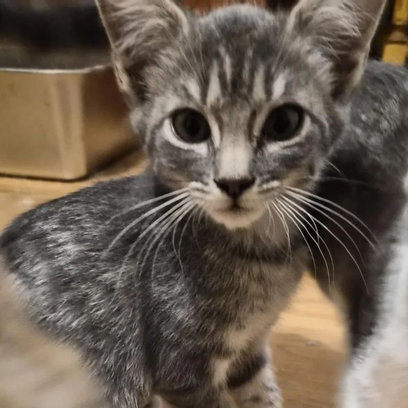 A baby small-sized male Gray / Blue / Silver Domestic Short Hair cat named Fortune for adoption in Fayetteville, GA